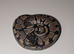 Royal python hatchlings
