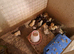 Chicks for sale.....1 day old upto 3 weeks old......pure breeds.....