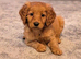 Beautiful f2 labradoodles 1 boy 1 girl left