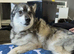 Good home needed for 2 inseparable huskies