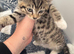 beautiful 8wk tabby kitten