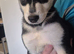 Siberian husky puppies