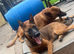 Belgium Malinois x Belgium shepherd