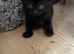 Stunning BSH KITTENS X