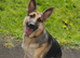 11month old German shepherd girl