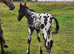 Apploosa leopard colt dual registered