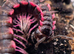 Pink Dragon Millipedes For Sale