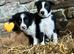 Beautiful Pedigree Border Collie Puppies