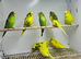 Budgies