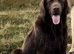 Golden retriever x flat coat retriever puppies