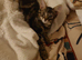 Tabby kitten male