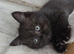 2 beautiful sister Maine coon x British shorthair
