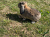 AGOUTI rabbit