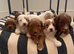 Outstanding Australia Labradoodle Puppies