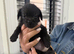 French bulldog x cockapoo