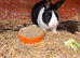 Rabbits x2 male and female + cage
