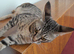 Full Pedigree TICA Registered Savannah Girl Cat