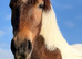 2yr old gelding
