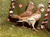 Racing pigeons