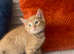 1 Left !! beautifull kittens!! Ready Now !