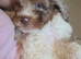 Poodle puppies