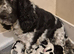 Beautiful Kc registered show type cocker spaniels