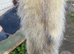 Working ferret for sale