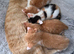 Gorgeous Half-Bengal Cross Kittens