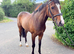 Genuine Tb RoR eligible