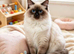 Stunning ragdolls