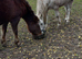 Stunning connemara gelding