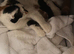Gorgeous kittens for sale