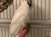 Seme tame umbrella male cockatoo