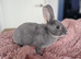 Mini rex kits