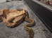 Pinstripe Leopard Poss Yellow Belly – 100% Het Candy & Pied – Male
