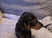 Dapple miniature dachshunds