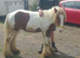 Sparky