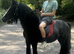 5 year old gelding, 12.3 cob