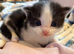 Beautiful kittens for sale