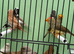 Mixed bengalese finches