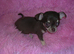 Small Chihuahua puppies 1 girl 2 boys vaccinated girl &pound;750.00 Boys &pound;650.00