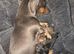 Minature dachshund