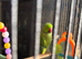 Female ringneck