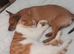 Beautiful female Jack Russel cross chihuahua