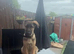 Young German shepherd looking for forever home