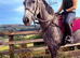 Selling my beautiful gelding Stan, 6 year old AES Warmblood, 15.3hh.