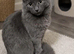 Ragdol x russian blue kitten male vaccinated