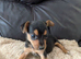 Beautiful Pure Bred Jack Russell Puppies.
