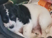 Cockerpoo f2 puppies
