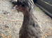 Polish hatching eggs for sale